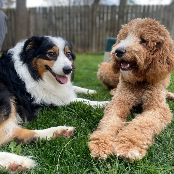 Meet your Posher, Cari - Picture 4 of 4